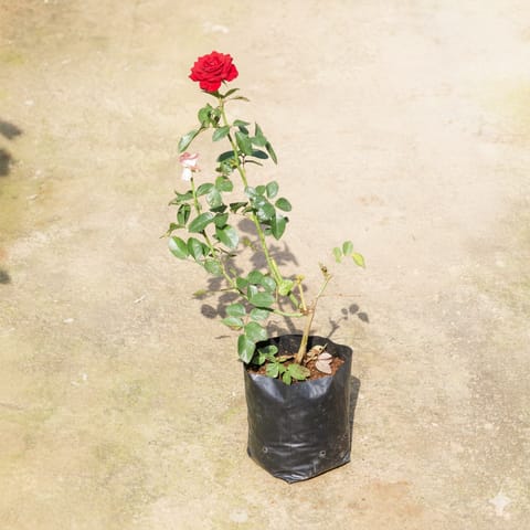 Red Rose In 8 Inch Nursery Bag