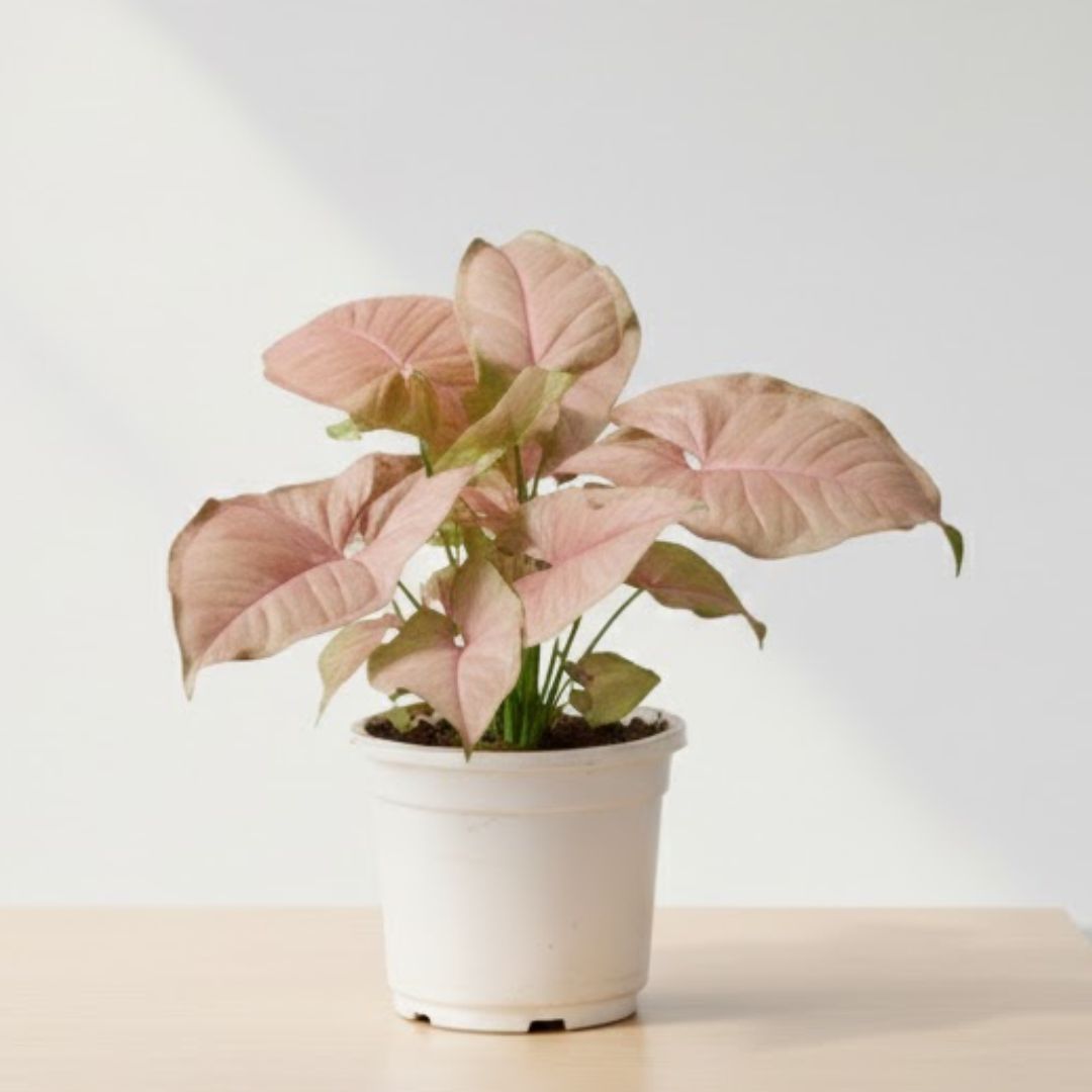 Air Purifier Syngonium Pink In 4 Inch Nursery Pot