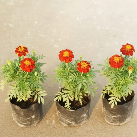 Set of 3 - Marigold Jafri 4 Inch Nursery Bag