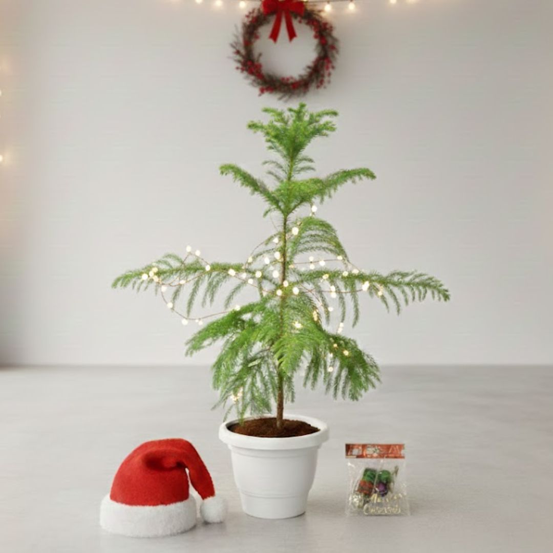 Christmas Tree / Araucaria (1-2 Ft) in 8 Inch White Classy Plastic Pot - With Santa Cap, Fairy Lights & Xmas Decor