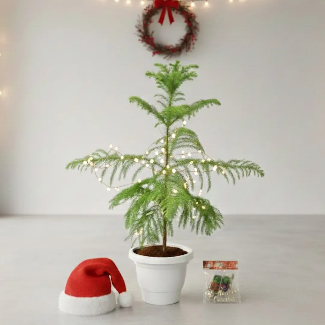 Araucaria / Christmas Tree (1.5-2 Ft) in 8 Inch White Classy Plastic Pot