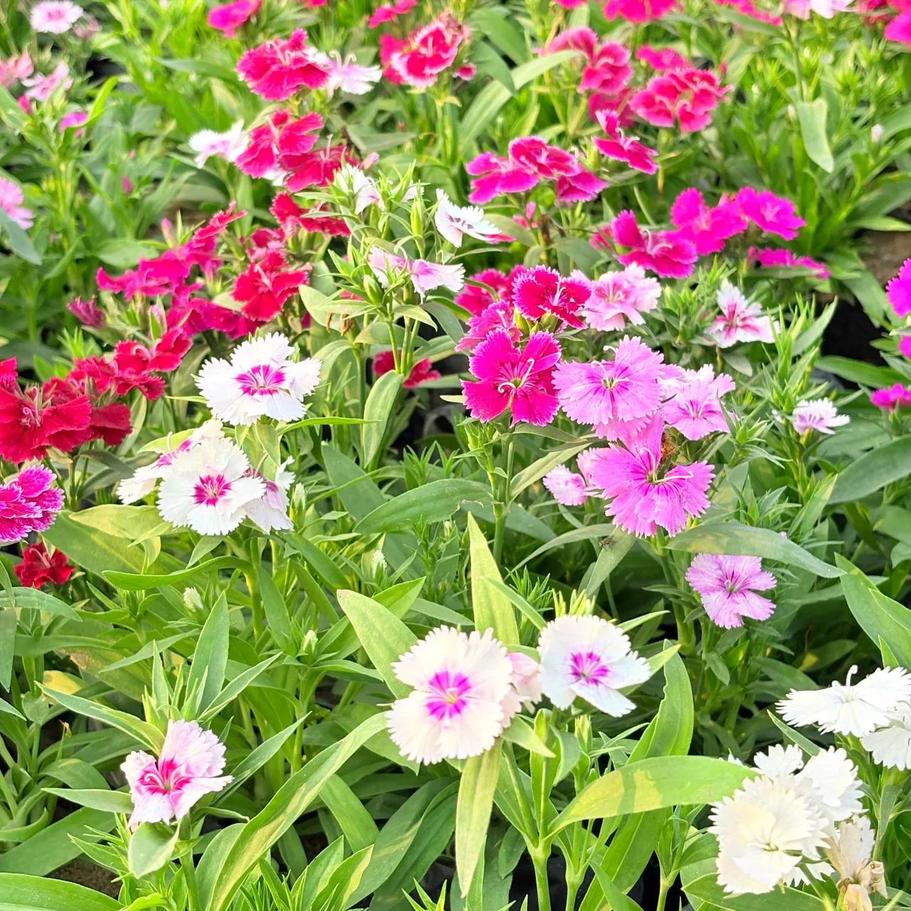 Set of 3 - Dianthus (Any Colour) in 4 Inch Nursery Bag