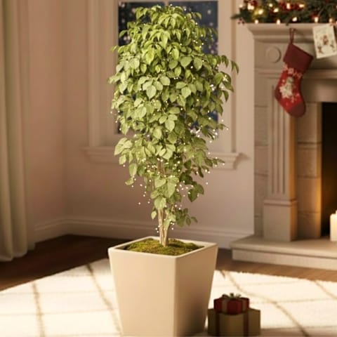 China Doll / Radermachera (~ 3.5 Ft) in 12 Inch Beige Premium Blaze Fiberglass Planter