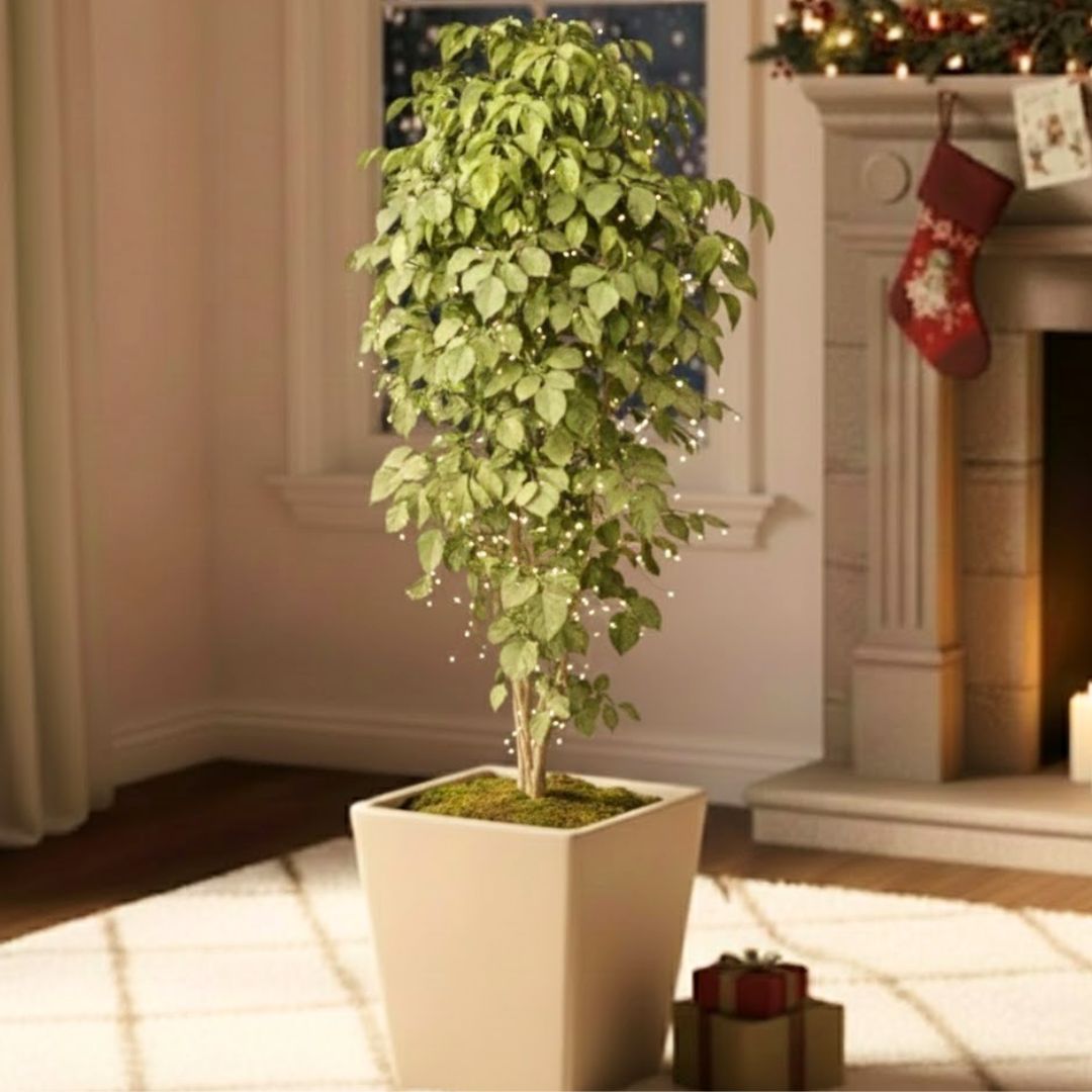 China Doll / Radermachera (~ 3.5 Ft) in 12 Inch Beige Premium Blaze Fiberglass Planter