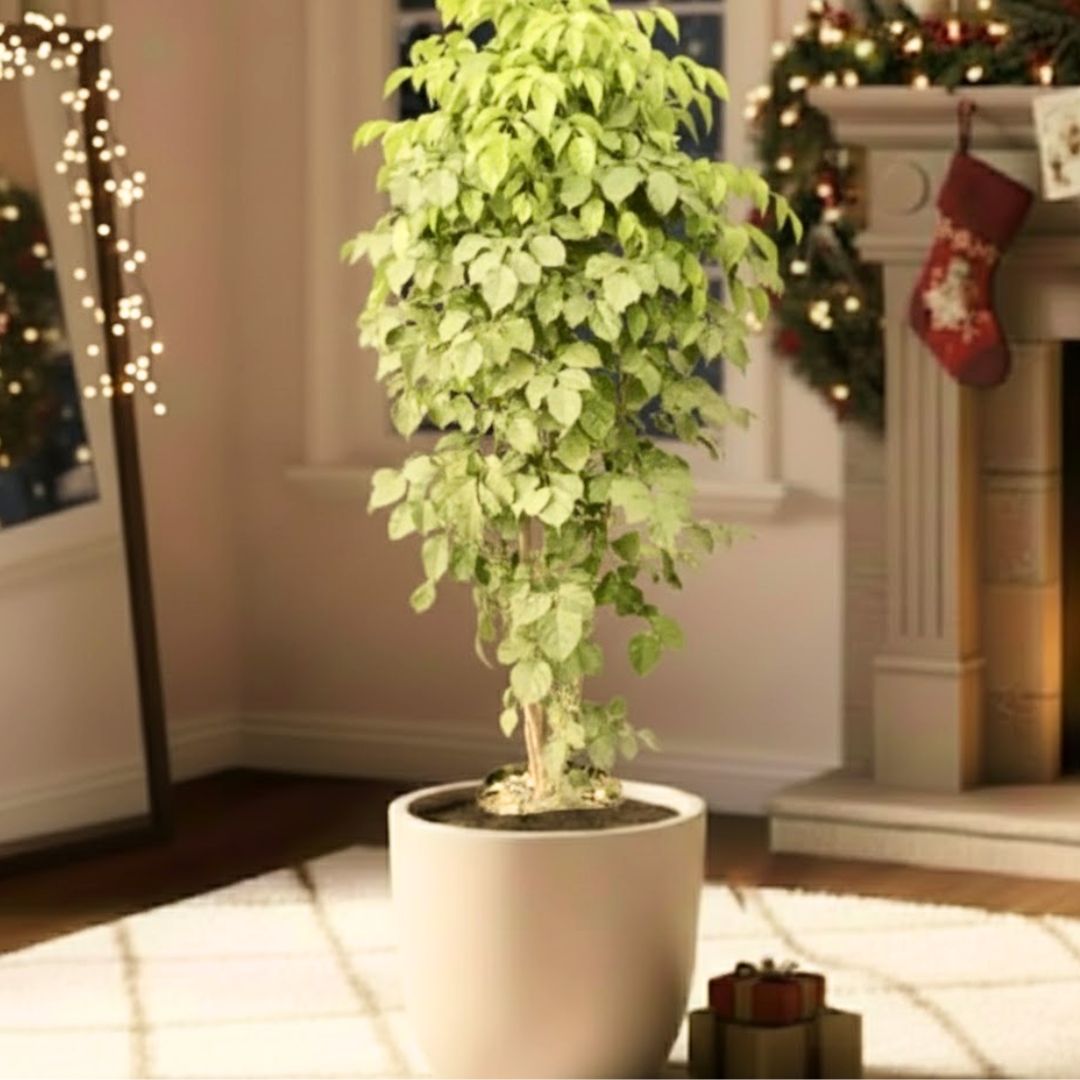 China Doll / Radermachera (~ 3.5 Ft) in 12 Inch Beige Sandstone Premium Convessa Fiberglass Planter