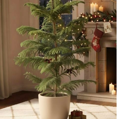 Araucaria / Christmas Tree (~ 4 Ft) in 10 Inch Beige Sandstone Premium Convessa Fiberglass Planter
