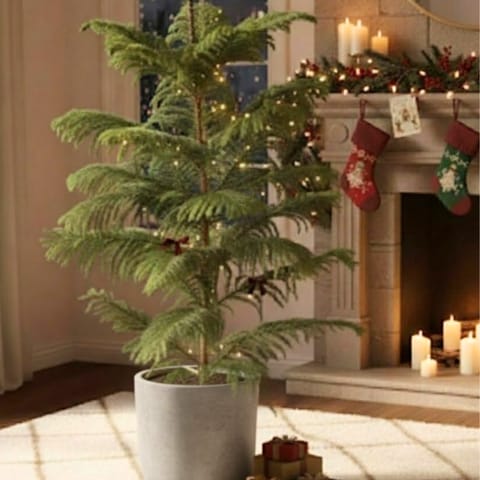 Araucaria / Christmas Tree (~ 4 Ft) in 10 Inch Grey Sandstone Premium Convessa Fiberglass Planter
