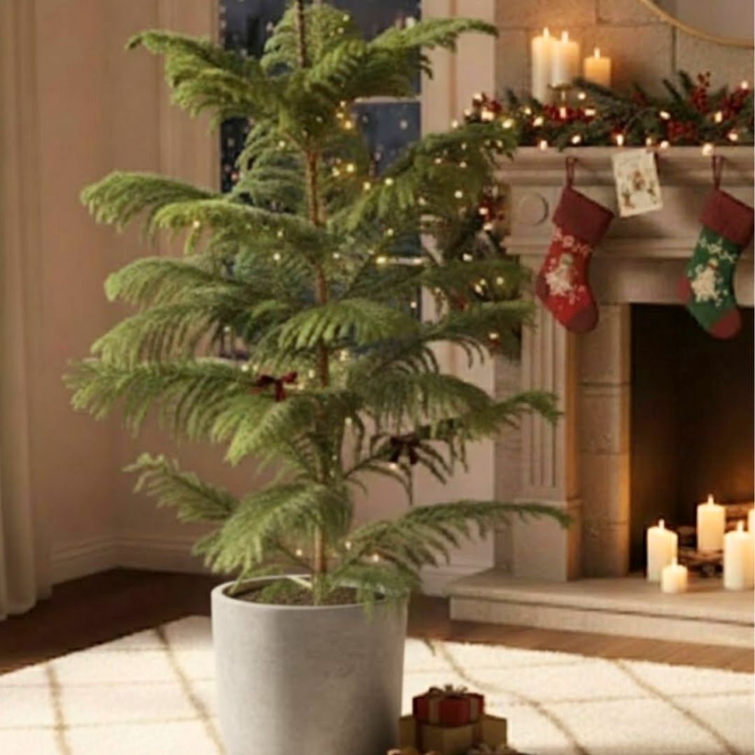 Araucaria / Christmas Tree (~ 4 Ft) in 10 Inch Grey Sandstone Premium Convessa Fiberglass Planter
