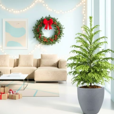 Araucaria / Christmas Tree (~ 4 Ft) in 10 Inch Grey Premium Convessa Fiberglass Planter