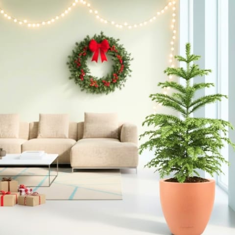 Araucaria / Christmas Tree (~ 4 Ft) in 10 Inch Beige Premium Convessa Fiberglass Planter
