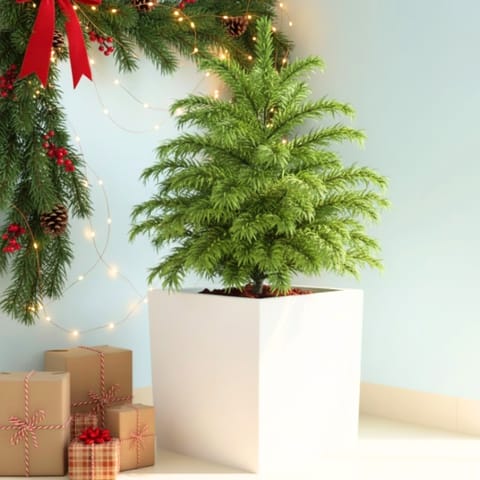 Araucaria / Christmas Tree (~ 4 Ft) in 10 Inch White Sandstone Premium Kyvos Fiberglass Planter