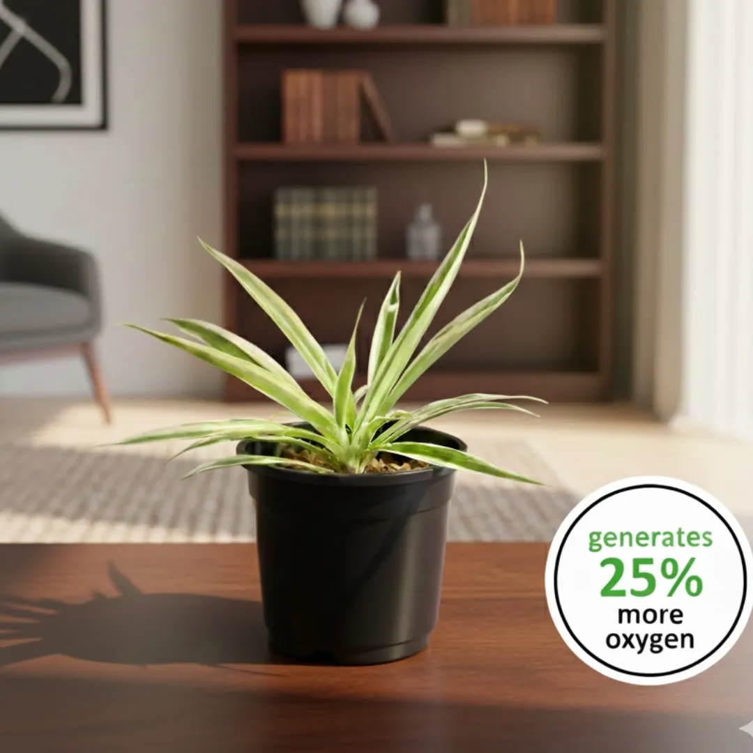 Air Purifier Spider Plant in 4 Inch Nursery Pot