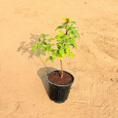 Tecoma (any colour) Pune in 6 Inch Nursery Pot