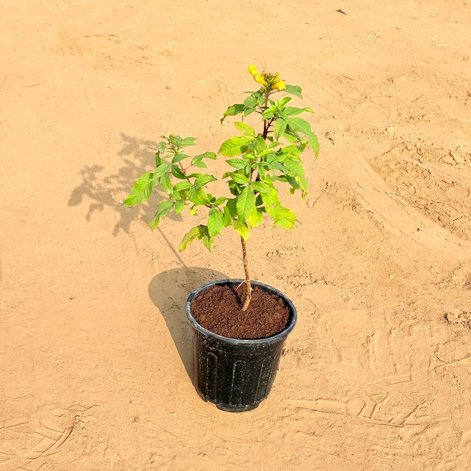 Tecoma (any colour) Pune in 6 Inch Nursery Pot