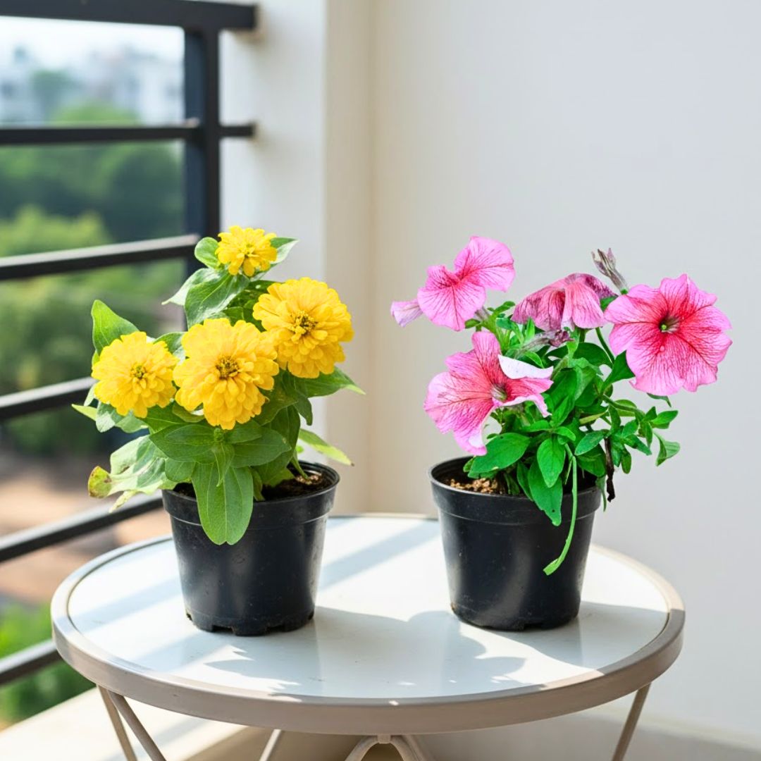 Set of 2 - Zinnia Yellow & Petunia Pink in 4 Inch Nursery Pot