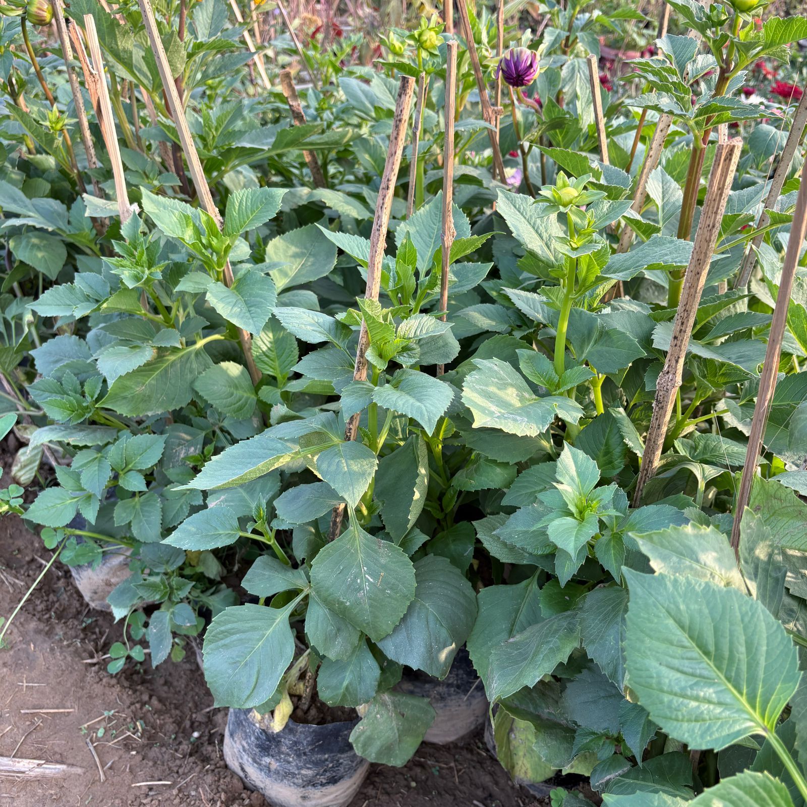 Dahlia Large Flower (~1 FT) (any colour) in 4 Inch Nursery Bag
