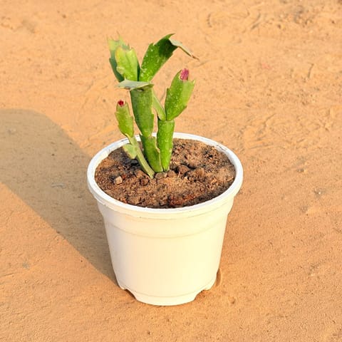 Rare Christmas Cactus in 3 Inch Nursery Pot