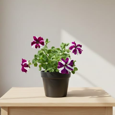 Petunia (any colour) in 6 Inch Nursery Pot