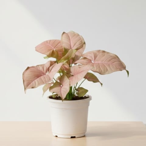 Air Purifier Syngonium Pink in 4 Inch Nursery Pot