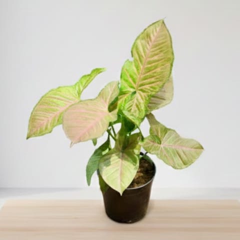 Syngonium Super in 5 Inch Live Plant Nursery Pot