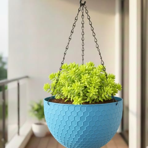 Sedum Golden Succulent in 7 Inch Blue Premium Cerana Plastic Hanging Basket
