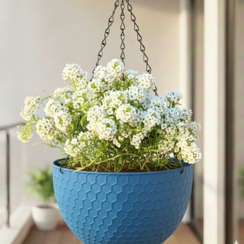 White Alyssum in 7 Inch Blue Premium Cerana Plastic Hanging Basket