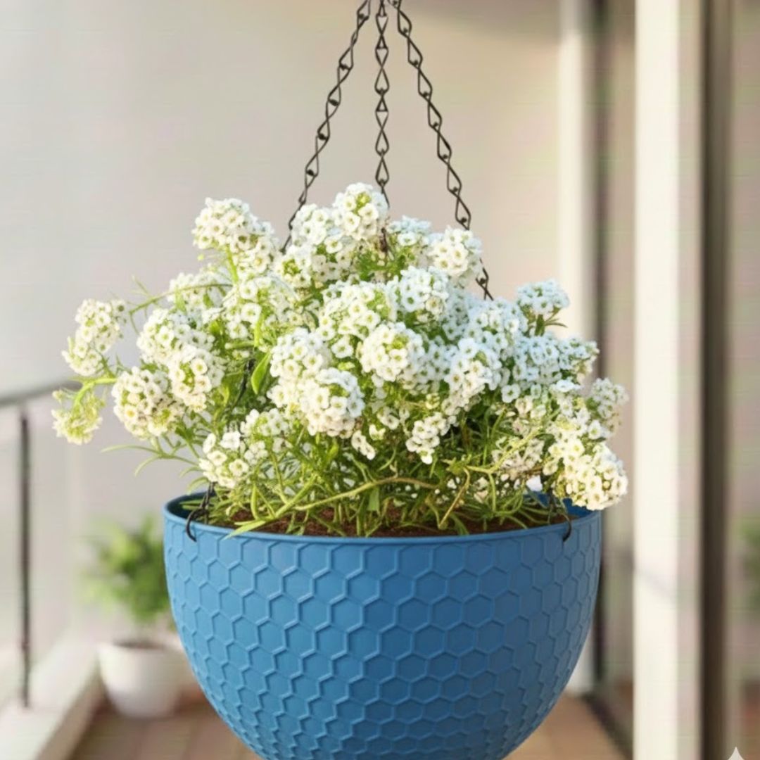 White Alyssum in 7 Inch Blue Premium Cerana Plastic Hanging Basket