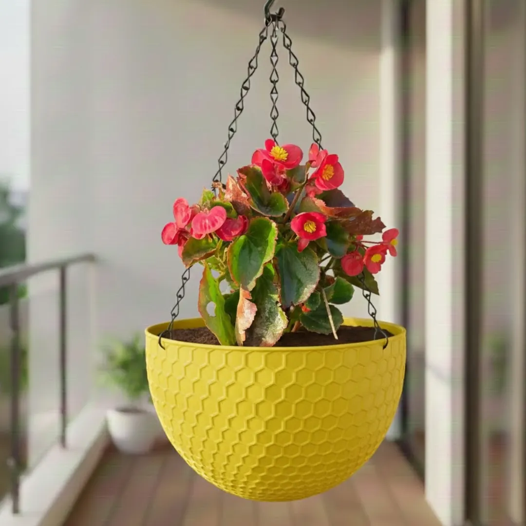 Begonia (Any Colour) in 7 Inch Yellow Premium Cerana Plastic Hanging Basket
