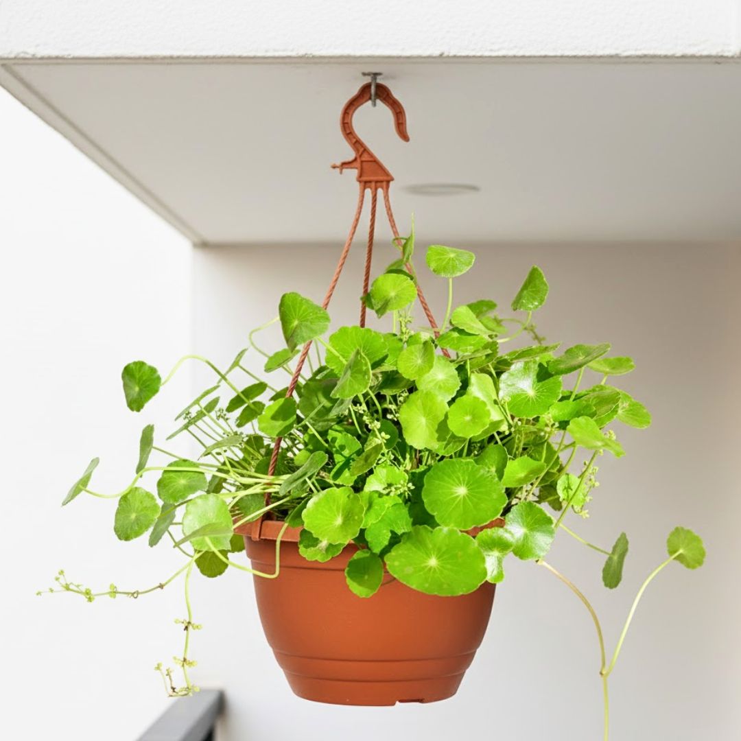 Brahmi Dollar / Pennywort / Coin Plant in 7 Inch Terracotta Red Premium Evara Hanging Plastic Pot