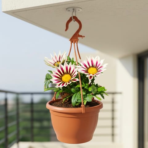 Gazania (any colour) in 7 Inch Terracotta Red Premium Evara Hanging Plastic Pot