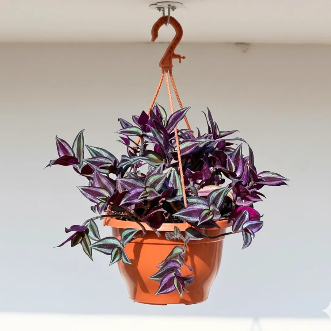 Wandering Jew in 7 Inch Terracotta Red Premium Evara Hanging Plastic Pot