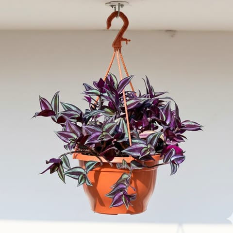 Wandering Jew in 7 Inch Terracotta Red Premium Evara Hanging Plastic Pot