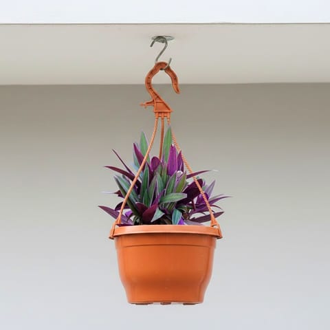 Rhoeo / Durangi in 7 Inch Terracotta Red Premium Evara Hanging Plastic Pot
