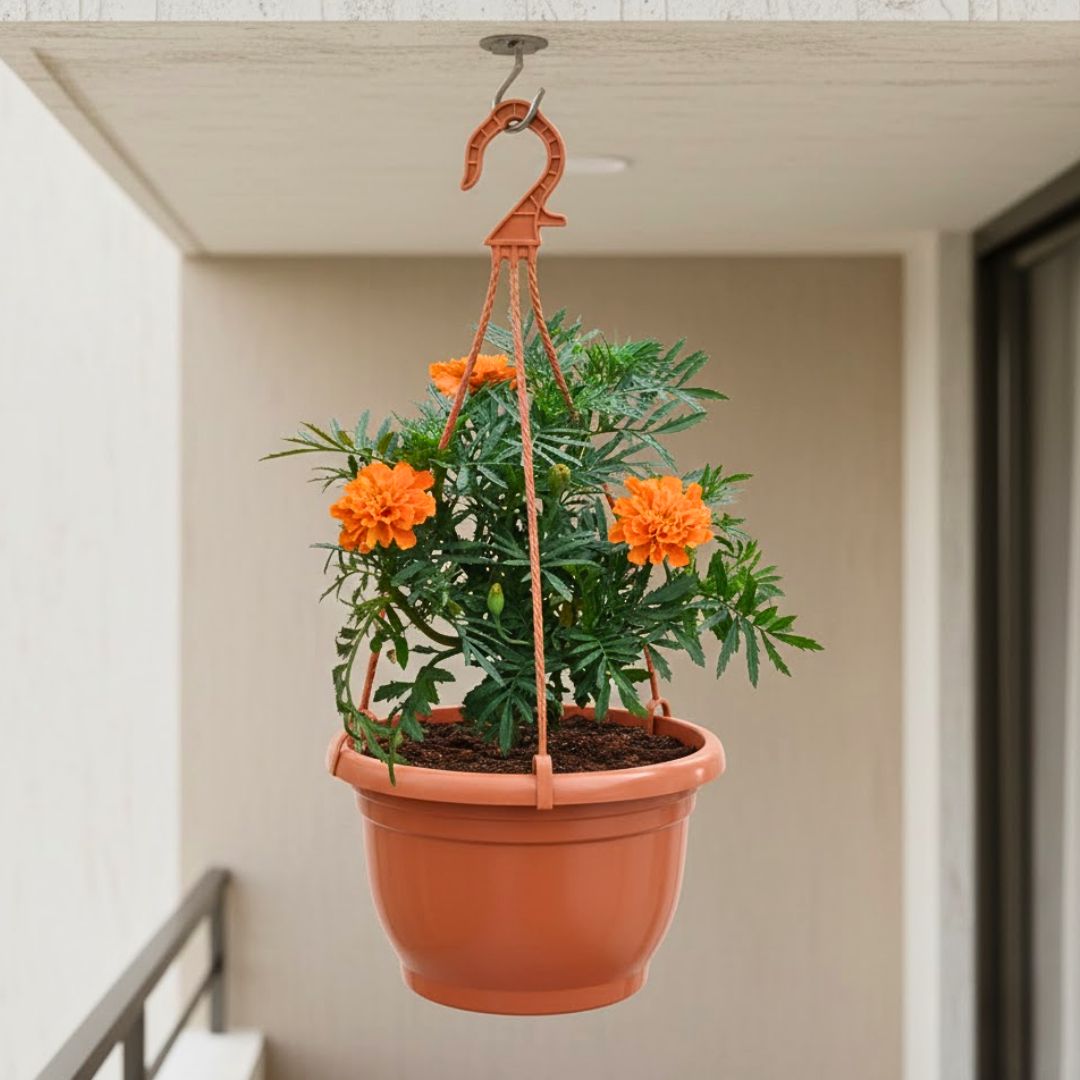 Marigold / Genda (Any Colour)  in 7 Inch Terracotta Red Premium Evara Hanging Plastic Pot