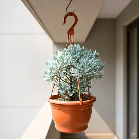 Lavender in 7 Inch Terracotta Red Premium Evara Hanging Plastic Pot