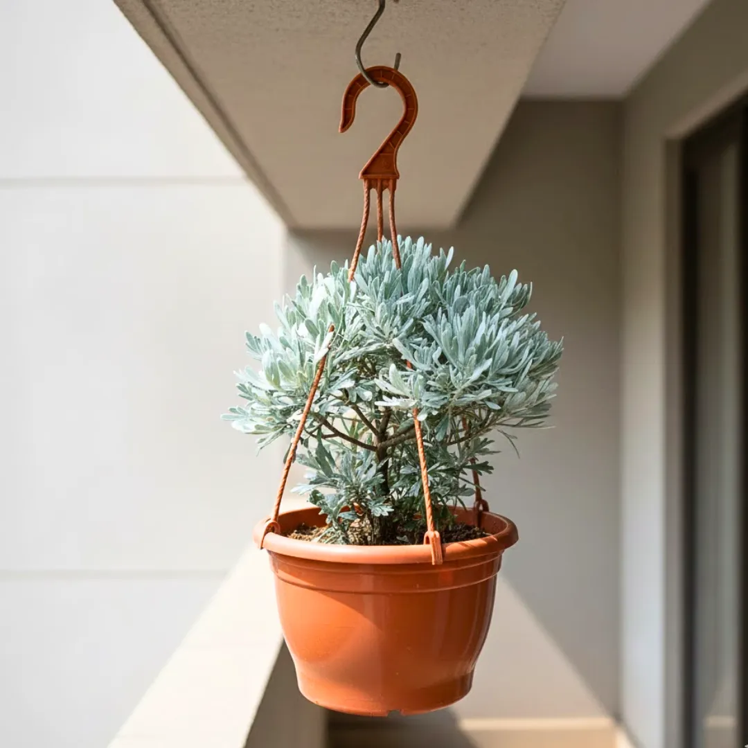 Lavender in 7 Inch Terracotta Red Premium Evara Hanging Plastic Pot