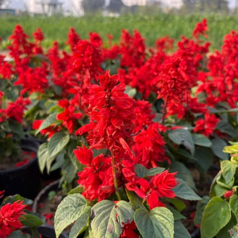 Set of 3 - Salvia Red in 4 Inch Nursery Bag