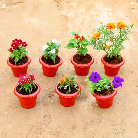 Frosty Blooms - Set of 7 - Dianthus, Salvia, Periwinkle / Sadabahar / Vinca, Marigold, Petunia, Dog Flower & Gazania (any colour) in 8 Inch Classy Red Plastic Pot