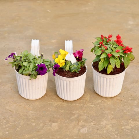 Hanging Winter Flower Steal - Set of 3 - Petunia, Pansy & Salvia (any colour) in 7 Inch White Railing Single Hook Hanging Plastic Pot