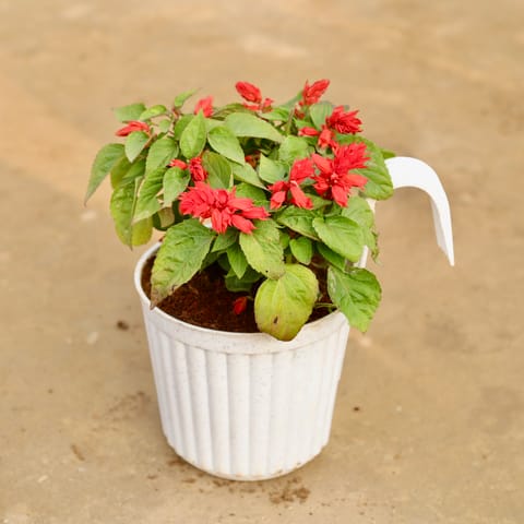 Salvia (any colour) in 7 Inch White Railing Single Hook Hanging Plastic Pot