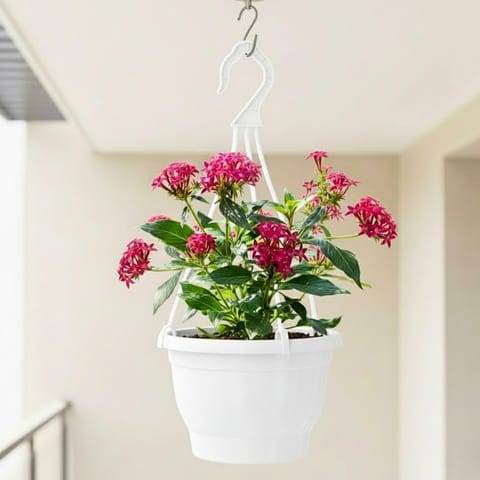 Pentas (Any Colour) in 7 Inch White Premium Evara Hanging Plastic Pot