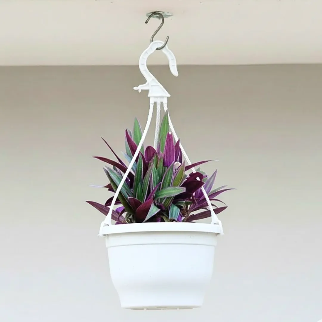 Rhoeo / Durangi in 7 Inch White Premium Evara Hanging Plastic Pot