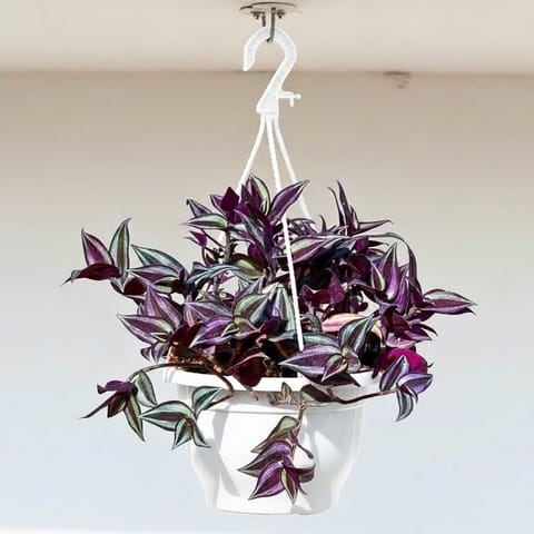 Wandering Jew in 7 Inch White Premium Evara Hanging Plastic Pot
