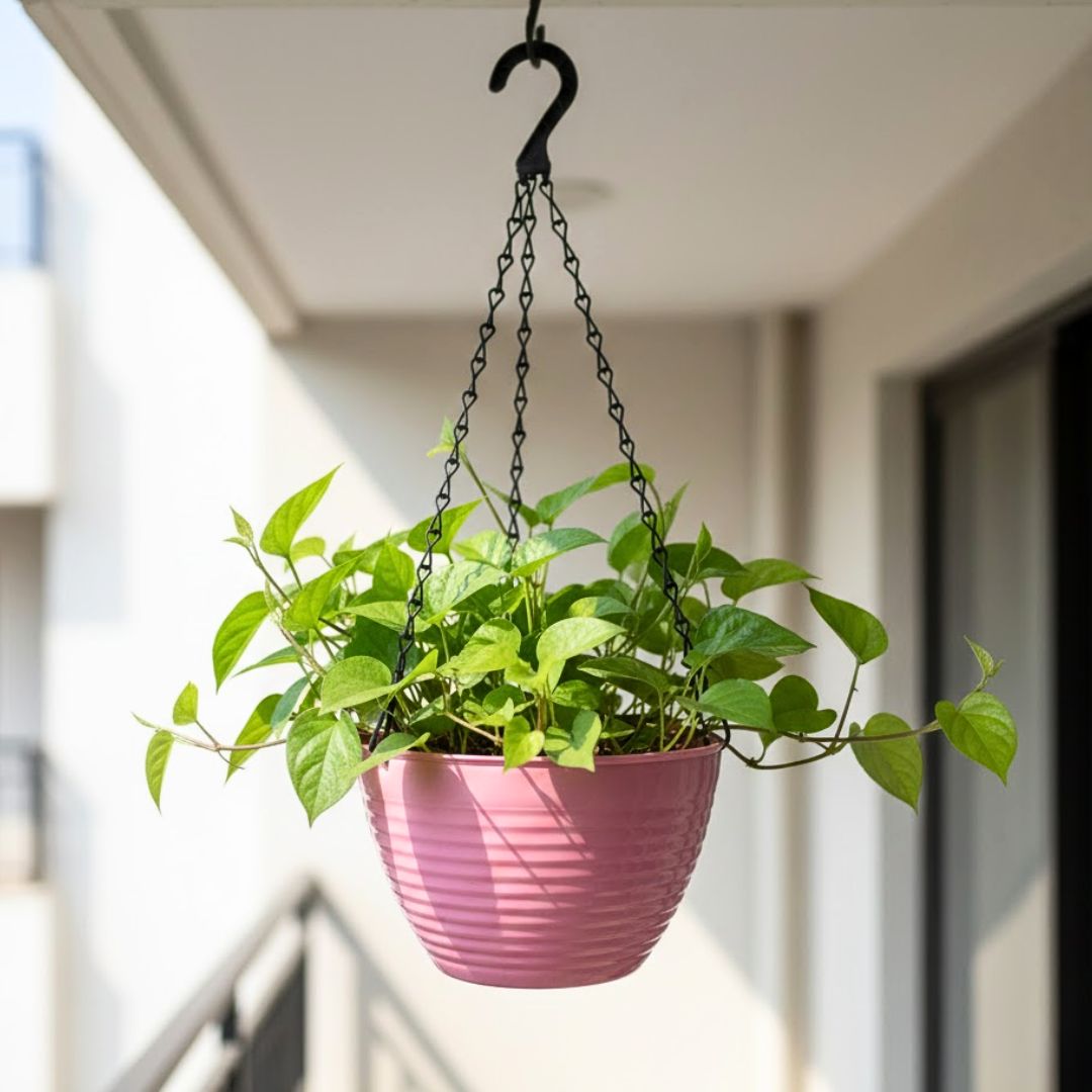 Paan / Betel Leaf in 7 Inch Candyblush Pink Premium Zylo Hanging Plastic Basket