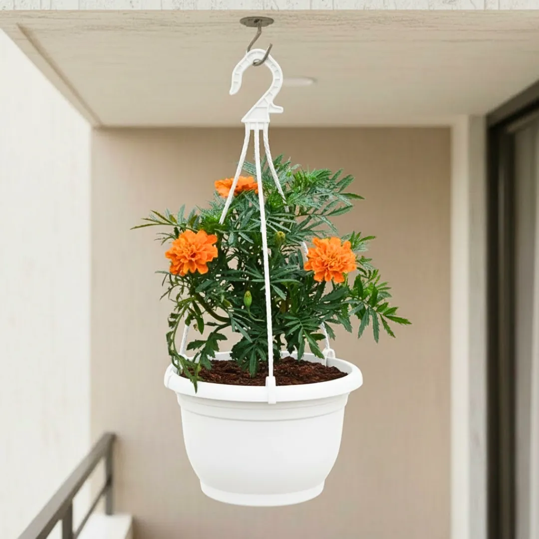 Marigold / Genda ( Any colour ) in 7 Inch White Premium Evara Hanging Plastic Pot