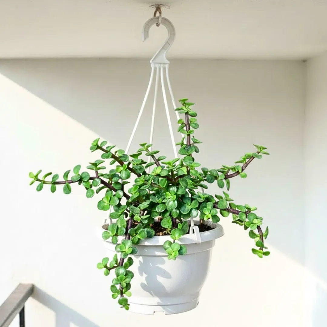 Lucky Jade in 7 Inch White Premium Evara Hanging Plastic Pot