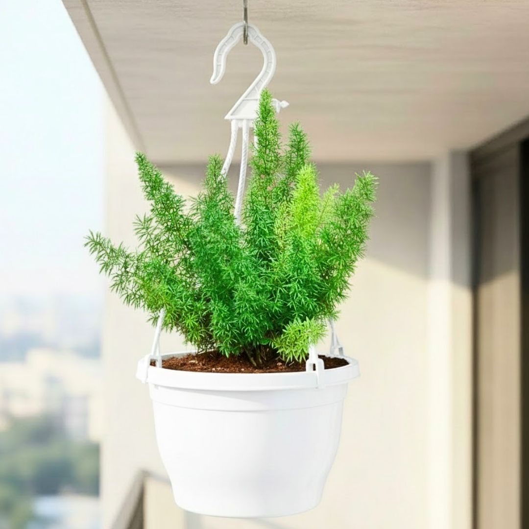 Asparagus Mary in 7 Inch White Premium Evara Hanging Plastic Pot