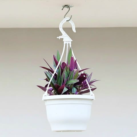 Rhoeo / Durangi in 7 Inch Live Plant White Premium Evara Hanging Plastic Pot