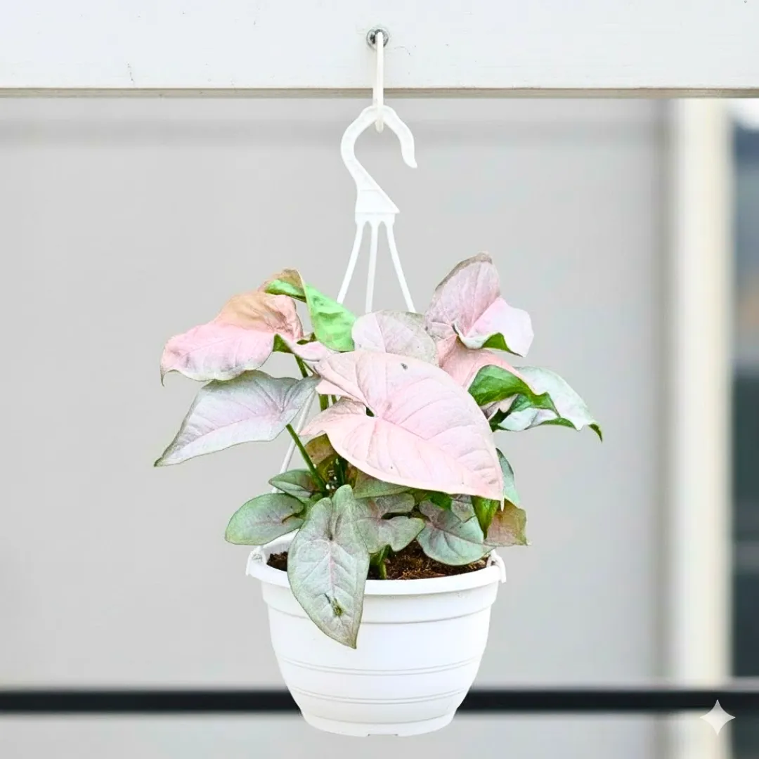 Syngonium Pink in 7 Inch White Premium Evara Hanging Plastic Pot