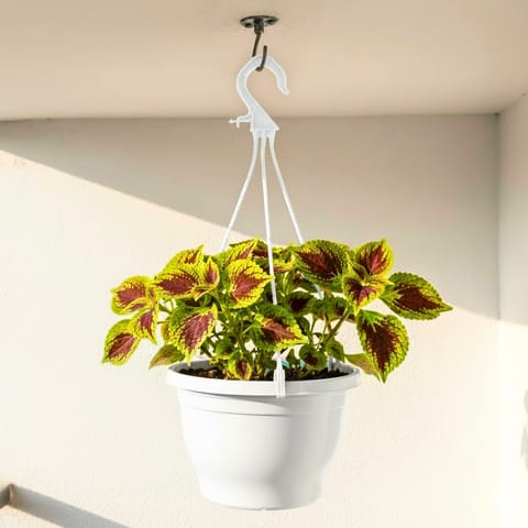 Coleus (Any Colour) in 7 Inch Live Plant White Premium Evara Hanging Plastic Pot